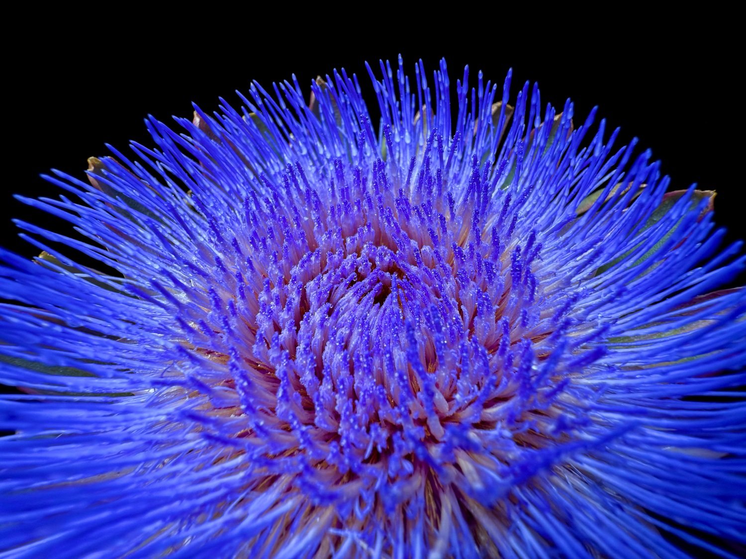 Apple-iPhone-16-Pro-macro-photography-240909