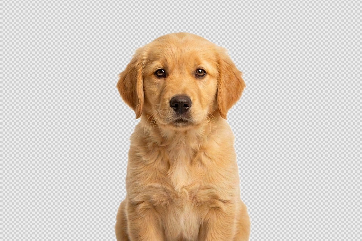 Veja o passo a passo para remover o fundo da foto no iPhone de um jeito simples e prático, sem precisar baixar aplicativos extras
